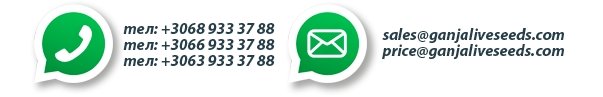 Семена конопли оптом - GanjaLaveGroup Семена конопли оптом - GanjaLaveGroup