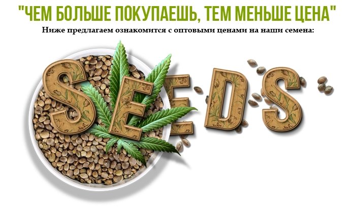 Семена конопли оптом - GanjaLaveGroup Семена конопли оптом - GanjaLaveGroup