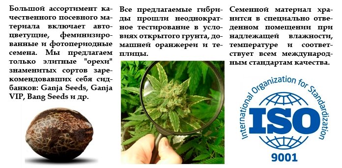 Семена конопли оптом - GanjaLaveGroup Семена конопли оптом - GanjaLaveGroup