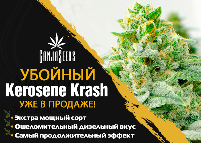 Где купить семена самого мощного сорта конопли Kerosene Krash? Где купить семена самого мощного сорта конопли Kerosene Krash?