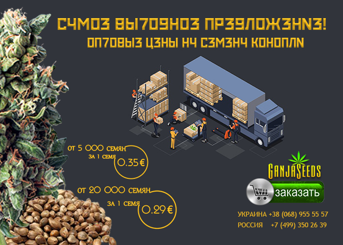 Оптовые цены 0,29 евро за 1 семя – GanjaSeeds! Оптовые цены 0,29 евро за 1 семя – GanjaSeeds!
