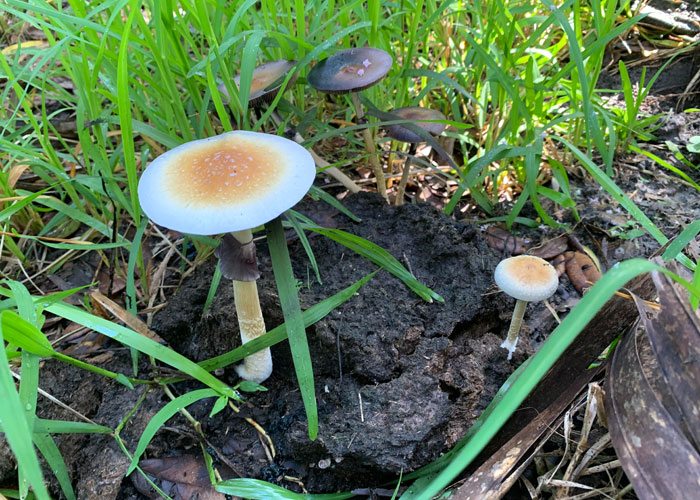 Где обитает Psilocybe cubensis и как его выращивать Где обитает Psilocybe cubensis и как его выращивать