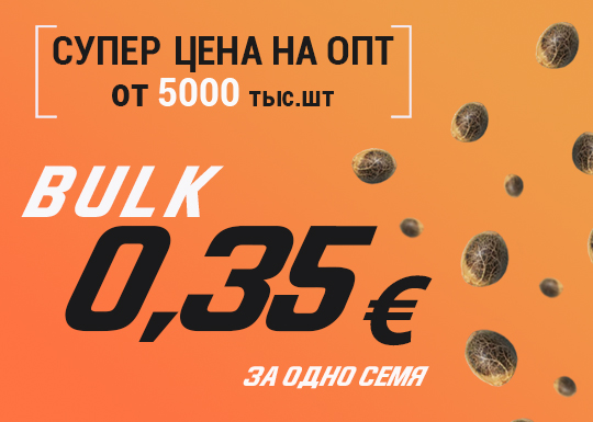 Семена конопли по самым низким оптовым ценам – 0,35 евро! Семена конопли по самым низким оптовым ценам – 0,35 евро!