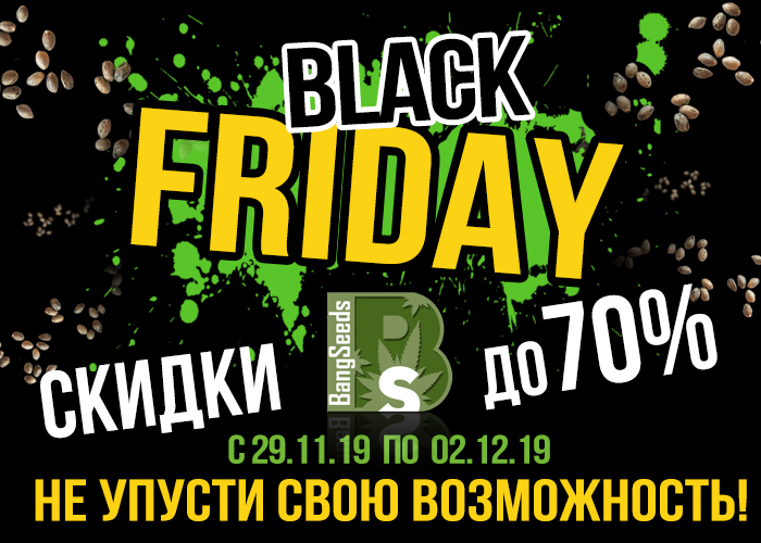 Black Friday на BangSeeds  Black Friday на BangSeeds