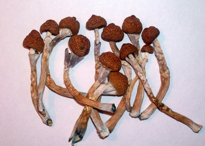 Как употребляют грибы Psilocybe cubensis Как употребляют грибы Psilocybe cubensis