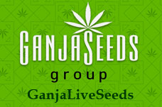 Оптовые цены на семена конопли GanjaLiveSeeds Оптовые цены на семена конопли GanjaLiveSeeds