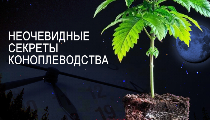 Неочевидные секреты коноплеводства Неочевидные секреты коноплеводства