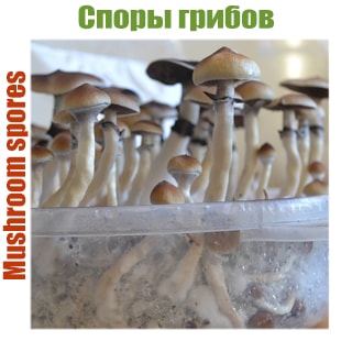 Отпечатки грибов Отпечатки грибов