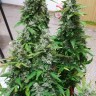 купить семена конопли интернет магазин Anubis regular купить семена конопли интернет магазин Anubis regular