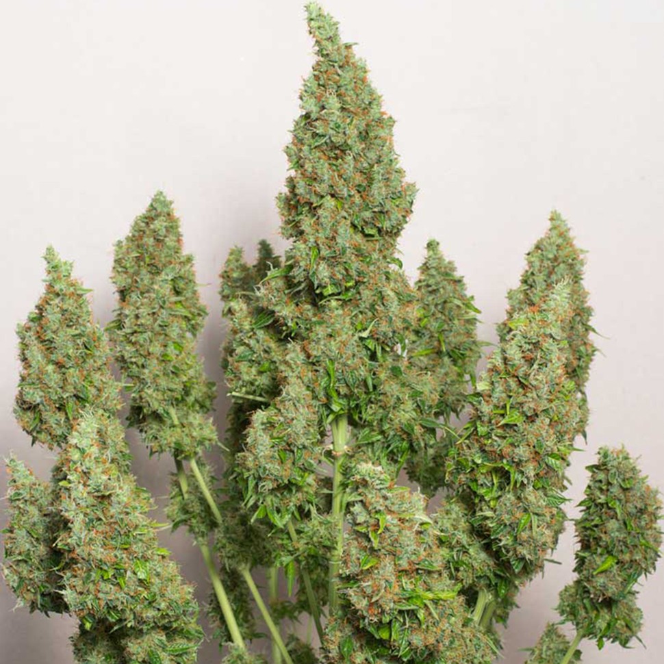 Семена конопли  Anubis regular Ganja Seeds