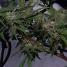 семена конопли аутдор Original Berry feminised Victory Seeds семена конопли аутдор Original Berry feminised Victory Seeds