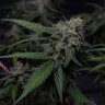 семена конопли в интернете Original Berry feminised Victory Seeds семена конопли в интернете Original Berry feminised Victory Seeds