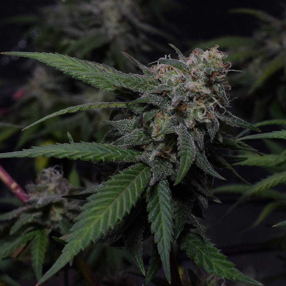 семена конопли в интернете Original Berry feminised Victory Seeds семена конопли в интернете Original Berry feminised Victory Seeds