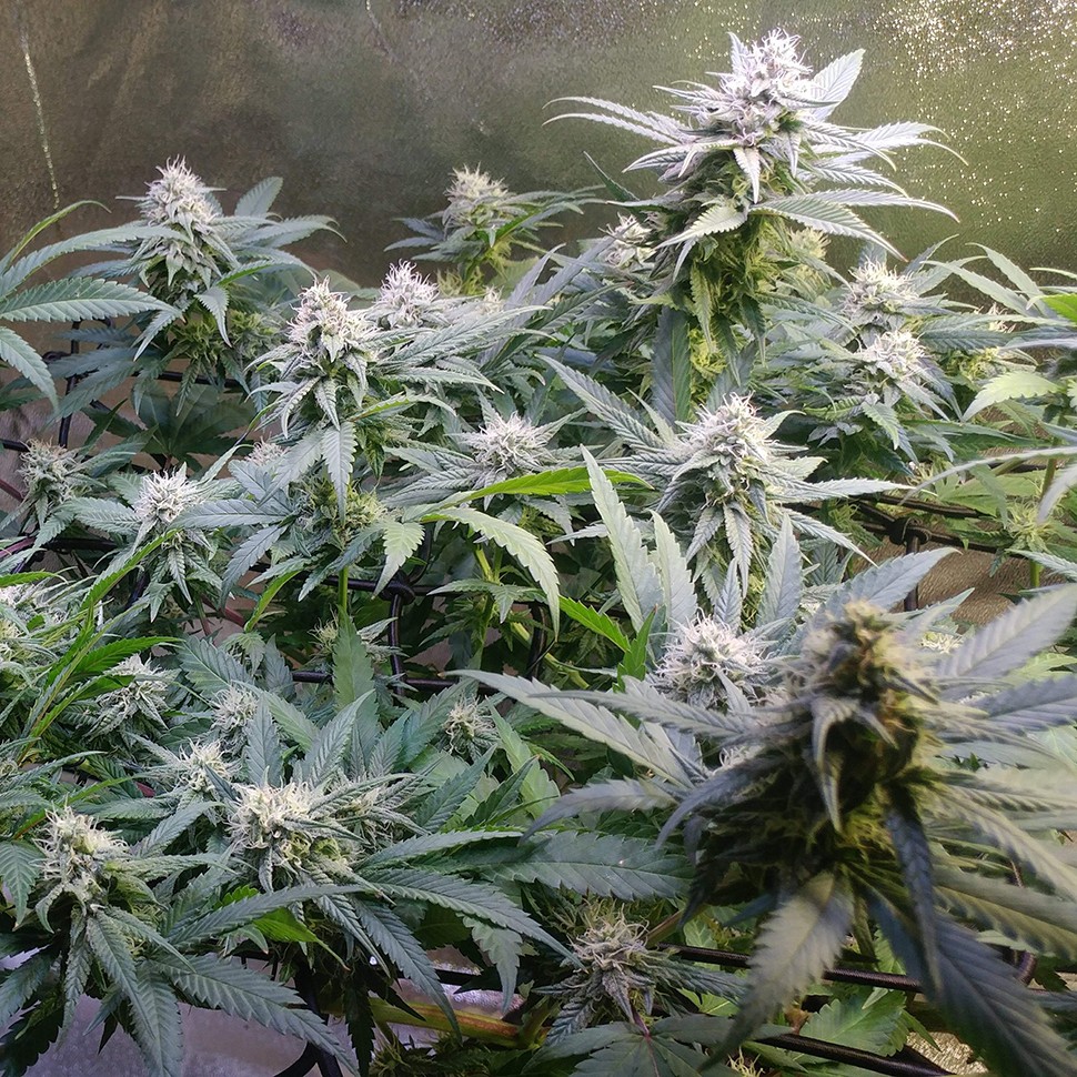 Семена  Original Berry feminised Victory Seeds