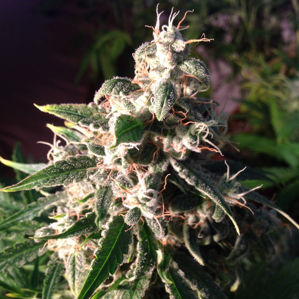Семена марихуаны  Auto Think Different feminised Ganja Seeds