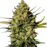 Семена марихуаны  Auto Think Different feminised Ganja Seeds Семена марихуаны  Auto Think Different feminised Ganja Seeds