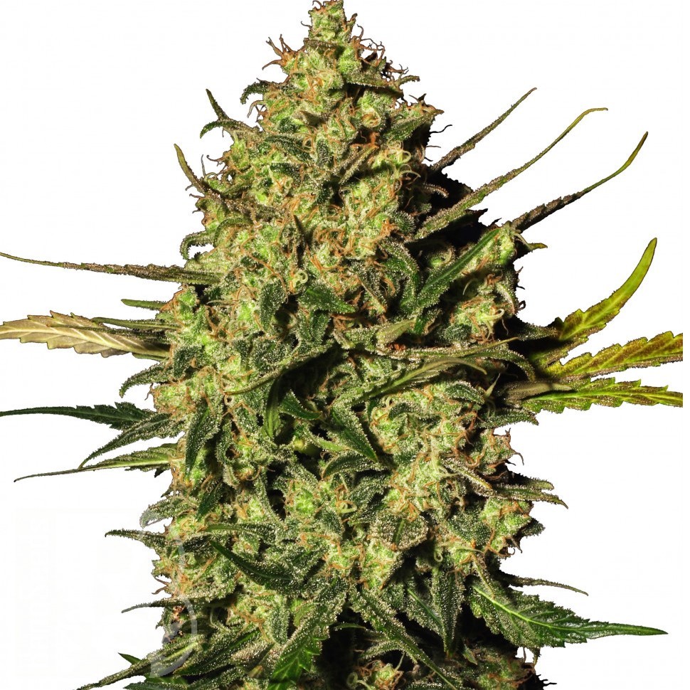 Семена марихуаны  Auto Think Different feminised Ganja Seeds Семена марихуаны  Auto Think Different feminised Ganja Seeds