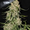 Семена марихуаны  Auto Think Different feminised Ganja Seeds Семена марихуаны  Auto Think Different feminised Ganja Seeds