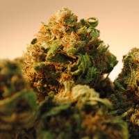 Bubble Yam feminised Ganja Seeds