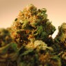 Bubble Yam feminised Ganja Seeds Bubble Yam feminised Ganja Seeds