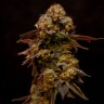 Bubble Yam feminised Ganja Seeds Bubble Yam feminised Ganja Seeds