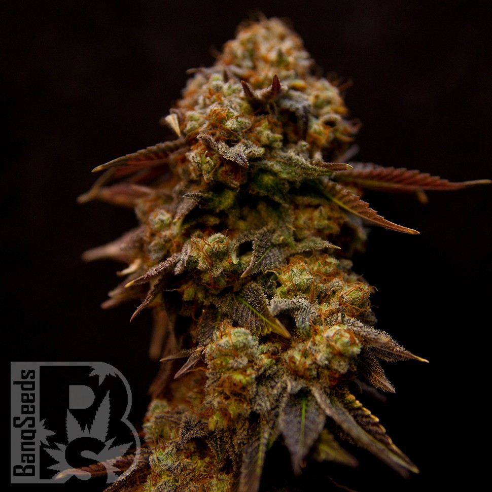 Bubble Yam feminised Ganja Seeds Bubble Yam feminised Ganja Seeds