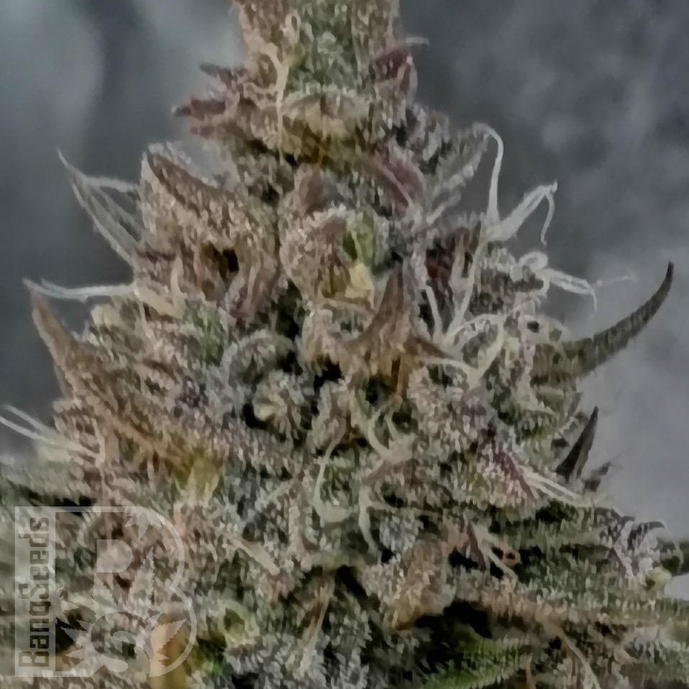 Семена  Super Stinky feminised Ganja Seeds Семена  Super Stinky feminised Ganja Seeds