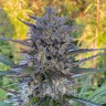 Семена  Super Stinky feminised Ganja Seeds Семена  Super Stinky feminised Ganja Seeds