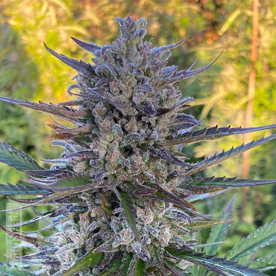 Семена  Super Stinky feminised Ganja Seeds Семена  Super Stinky feminised Ganja Seeds