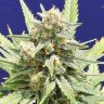 Семена  Super Stinky feminised Ganja Seeds Семена  Super Stinky feminised Ganja Seeds