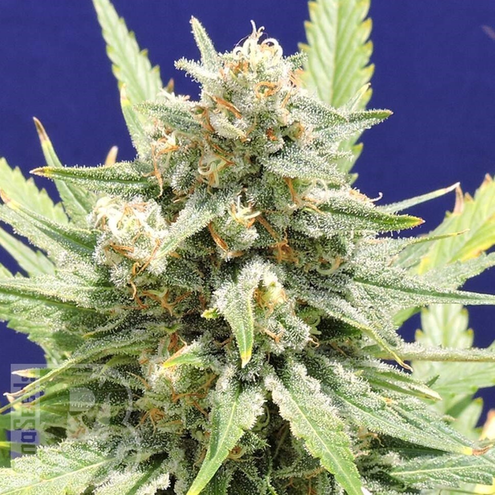 Семена  Super Stinky feminised Ganja Seeds Семена  Super Stinky feminised Ganja Seeds