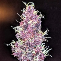 Auto Diesel feminised Ganja Seeds