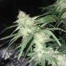 заказ семян конопли Нур-Султан Original Limonade Skunk feminised Victory Seeds заказ семян конопли Нур-Султан Original Limonade Skunk feminised Victory Seeds