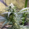 семена конопли гидропоники Original Limonade Skunk feminised Victory Seeds семена конопли гидропоники Original Limonade Skunk feminised Victory Seeds