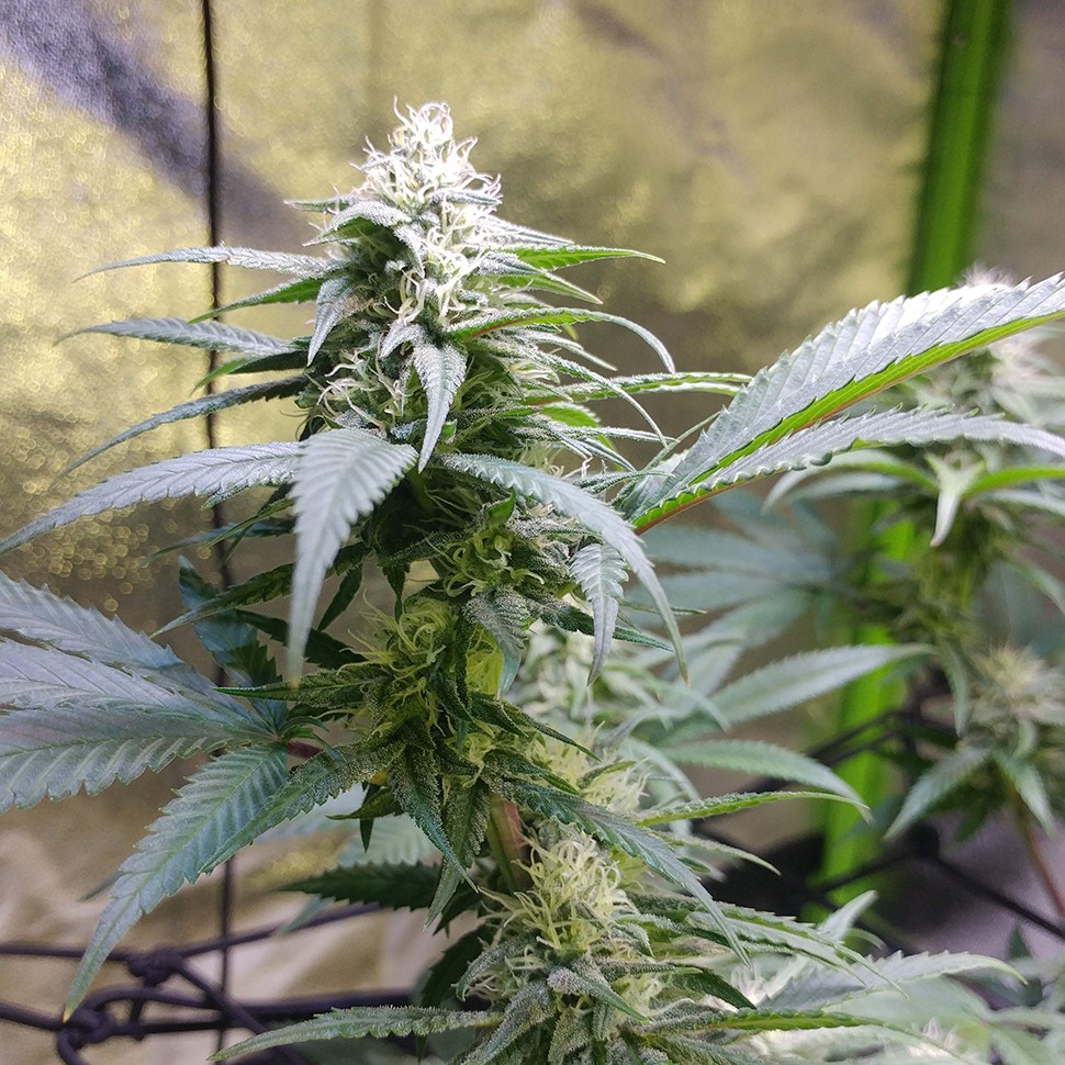 семена конопли гидропоники Original Limonade Skunk feminised Victory Seeds семена конопли гидропоники Original Limonade Skunk feminised Victory Seeds