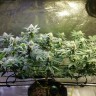 семена конопли дешево Original Limonade Skunk feminised Victory Seeds семена конопли дешево Original Limonade Skunk feminised Victory Seeds