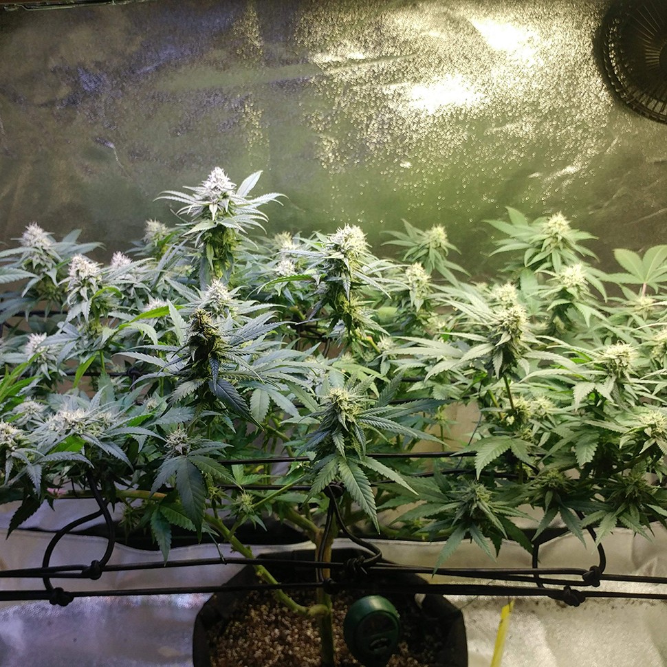 семена конопли дешево Original Limonade Skunk feminised Victory Seeds семена конопли дешево Original Limonade Skunk feminised Victory Seeds