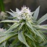 семена конопли с доставкой Original Limonade Skunk feminised Victory Seeds семена конопли с доставкой Original Limonade Skunk feminised Victory Seeds