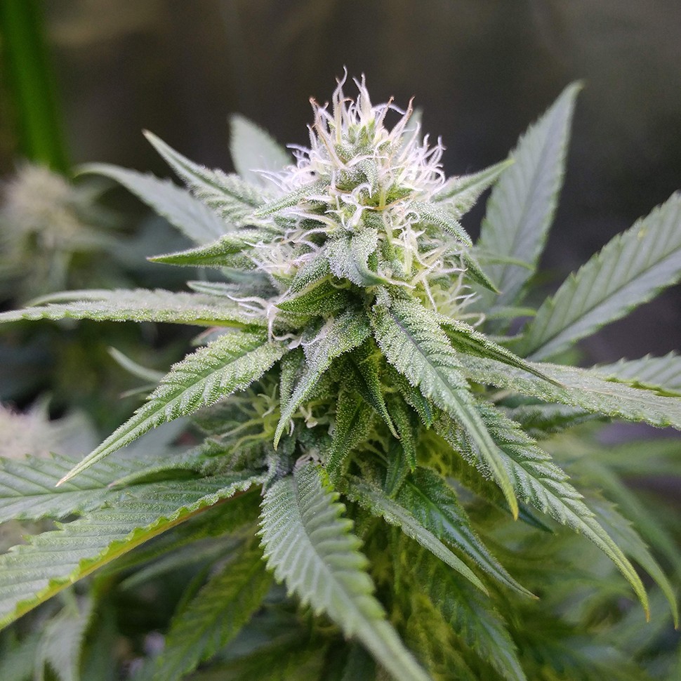 семена конопли с доставкой Original Limonade Skunk feminised Victory Seeds семена конопли с доставкой Original Limonade Skunk feminised Victory Seeds