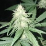 семена индийской конопли Original Limonade Skunk feminised Victory Seeds семена индийской конопли Original Limonade Skunk feminised Victory Seeds