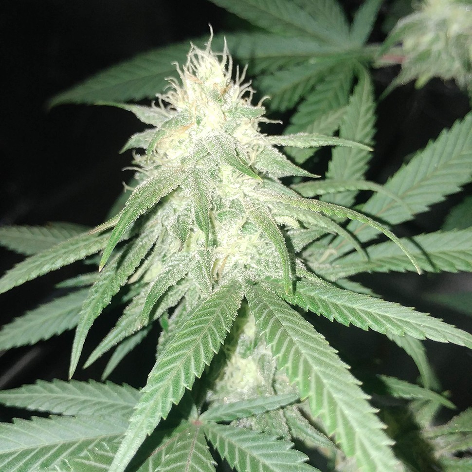 семена индийской конопли Original Limonade Skunk feminised Victory Seeds семена индийской конопли Original Limonade Skunk feminised Victory Seeds