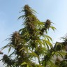 семена конопли Auto White Widow CBD feminised Ganja Seeds семена конопли Auto White Widow CBD feminised Ganja Seeds