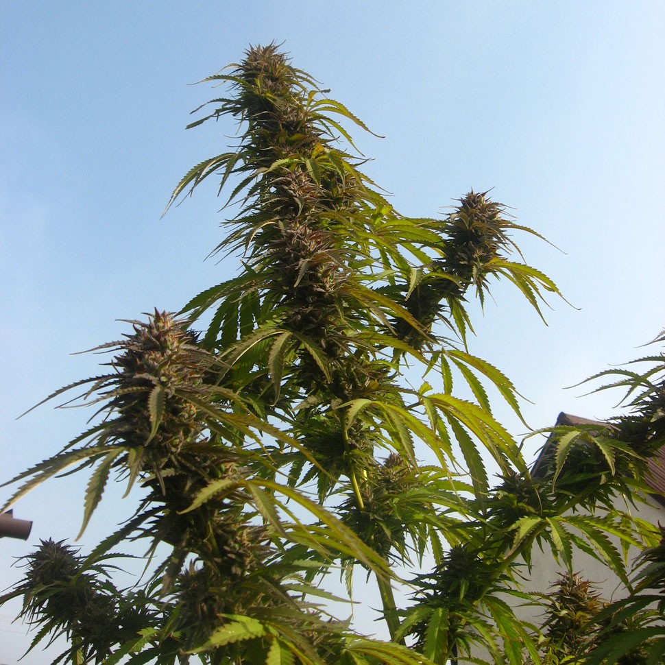 Семена  Auto White Widow CBD feminised Ganja Seeds