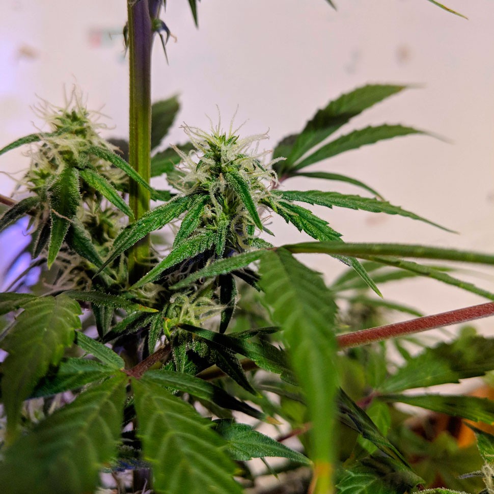 Auto White Widow CBD feminised Ganja Seeds Auto White Widow CBD feminised Ganja Seeds