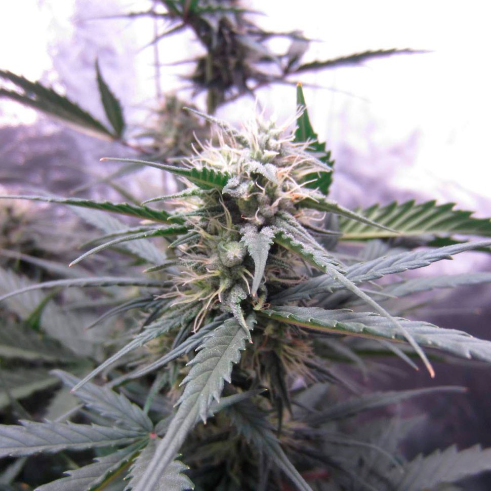 семена конопли белая вдова Auto White Widow CBD feminised Ganja Seeds семена конопли белая вдова Auto White Widow CBD feminised Ganja Seeds