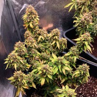 Auto Royal Bluematic feminised Ganja Seeds