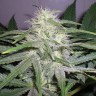 Семена марихуаны  The Church feminised Ganja Seeds Семена марихуаны  The Church feminised Ganja Seeds