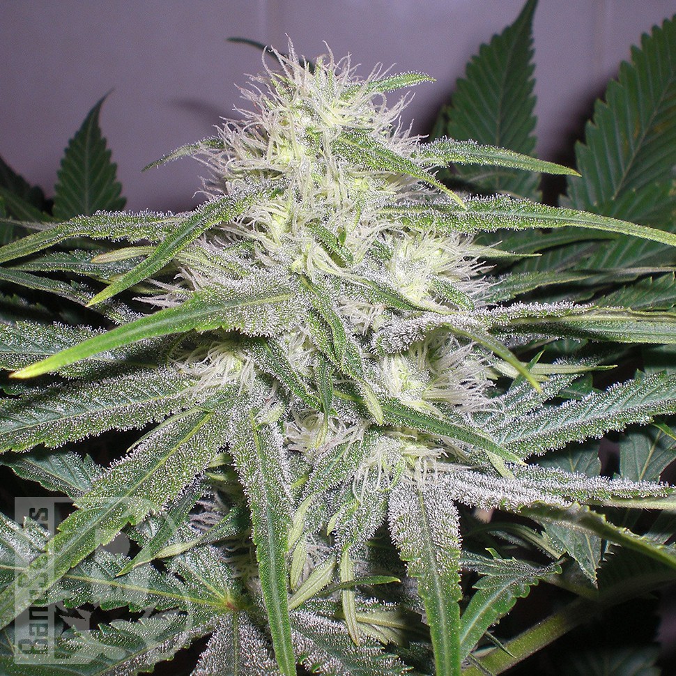 Семена марихуаны  The Church feminised Ganja Seeds