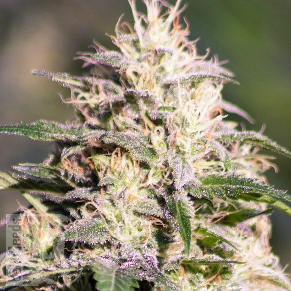 Семена марихуаны  The Church feminised Ganja Seeds Семена марихуаны  The Church feminised Ganja Seeds