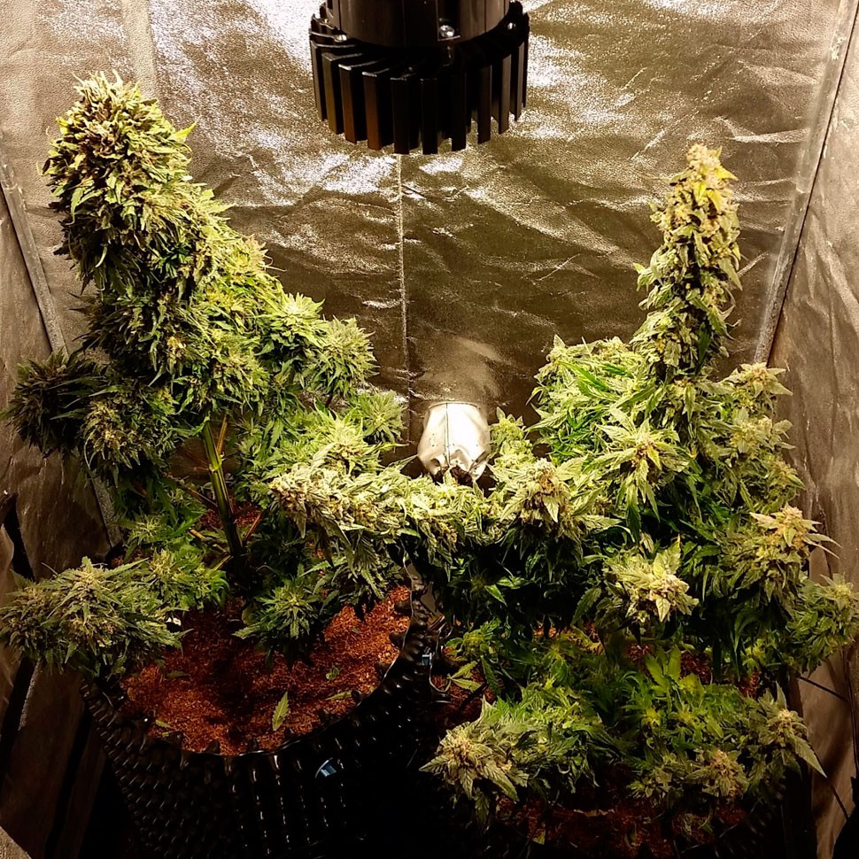 Семена конопли  Auto Jack Herer feminised Ganja Seeds